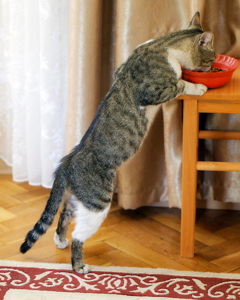 Funny tomcat eating